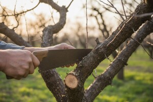 Oštra rezidba produžuje vijek staroj marelici