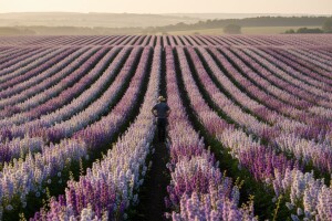 Ostvario san na 607 hektara cvetnih konfeta!