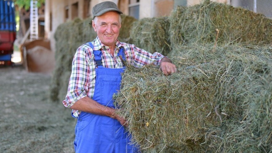 Lucerna daje 16 tisuća kg sijena/ha - evo i kako!