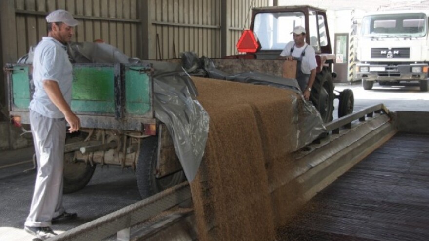 Čakovečki mlinovi otkupljuju pšenicu i raž!