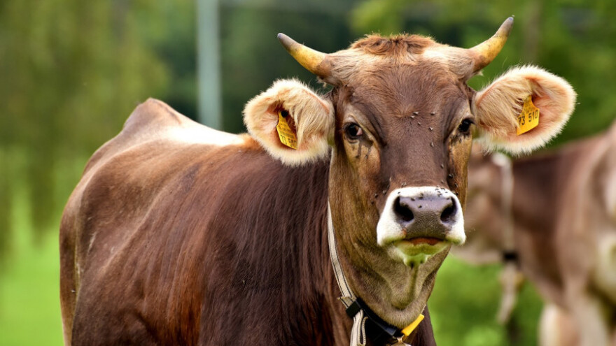 Živa goveda iz RH tražena u zemljama Bliskog istoka