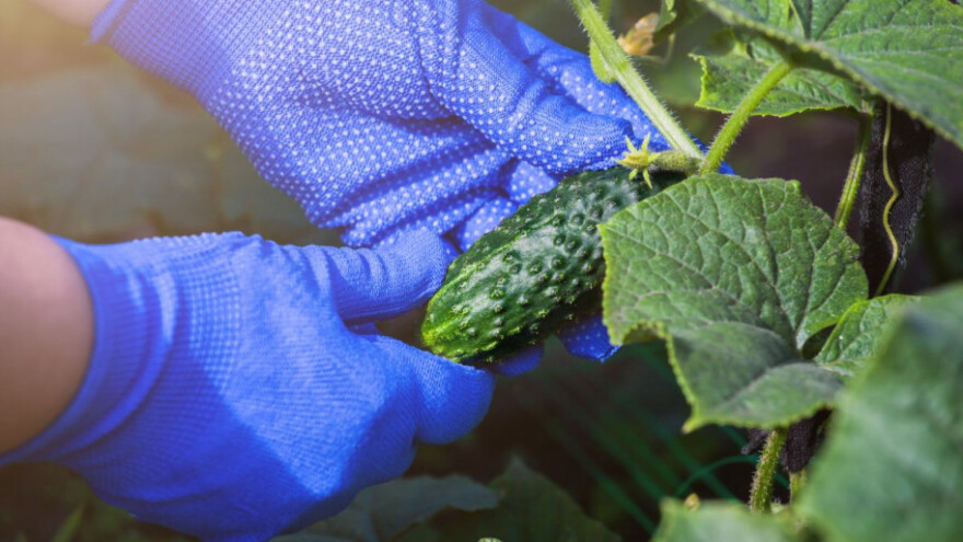 Otkazali otkup pa je kornišone odlučio darovati