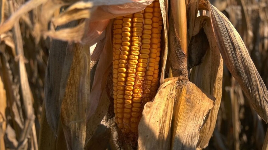 Rast cena ratarskih kultura - oni koji su čuvali robu sada mogu da zarade