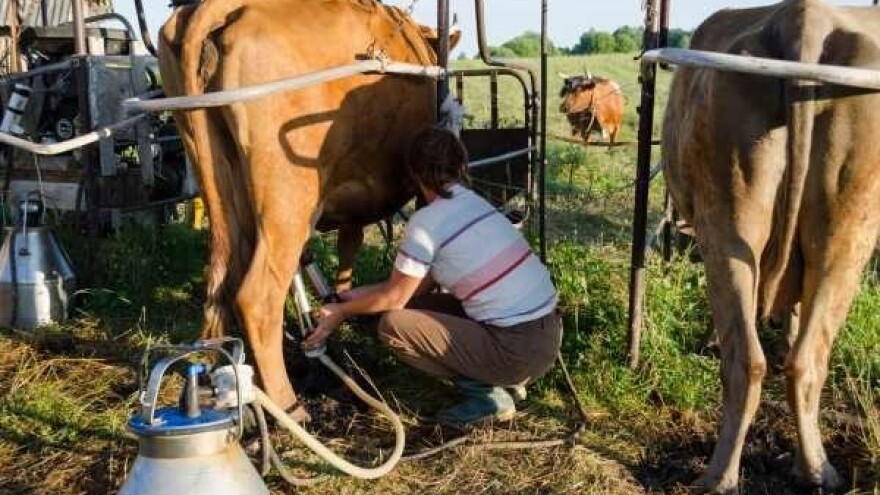 Mleko domaćih proizvođača za robne rezerve