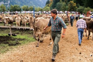 Belje raskinulo ugovore sa 600 kooperanata!