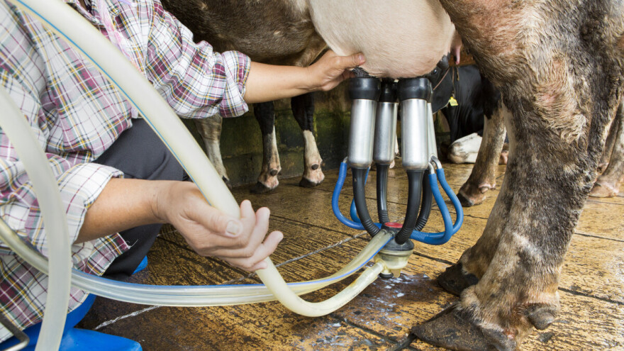 Otkup mlijeka u Hrvatskoj povećan za 1,3% u odnosu na prošlu godinu