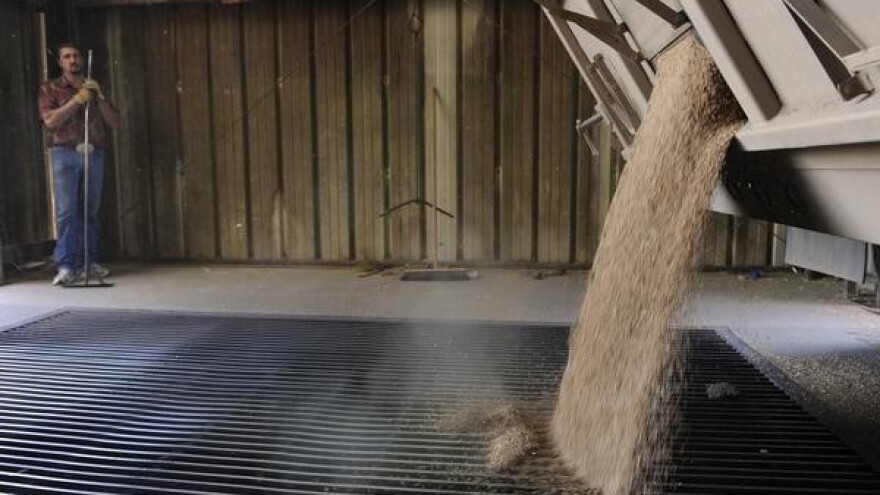 Otkupljuje se samo ugovorena pšenica