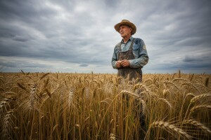 Otkup pšenice za 1,15 ili 1,60 kn?