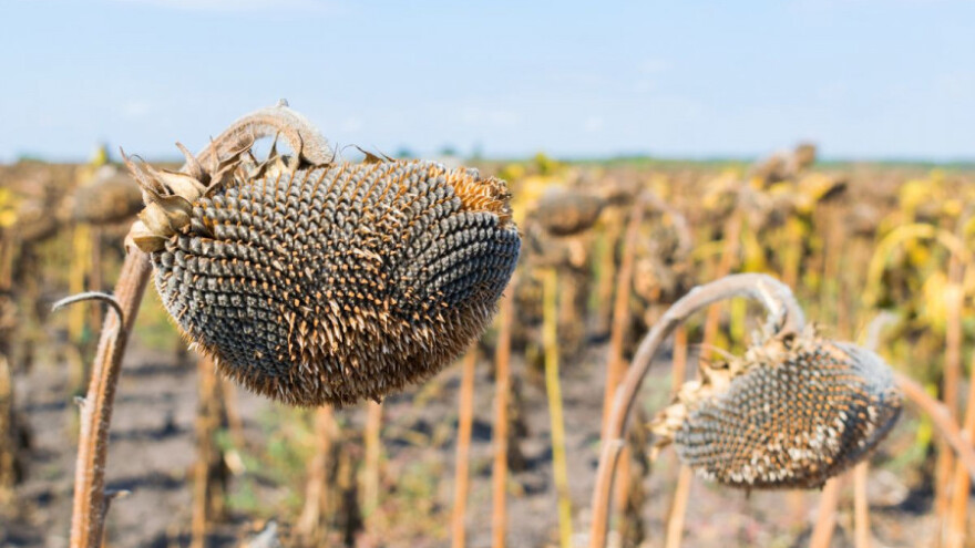 Tvornica ulja Čepin izišla s cijenom otkupa suncokreta