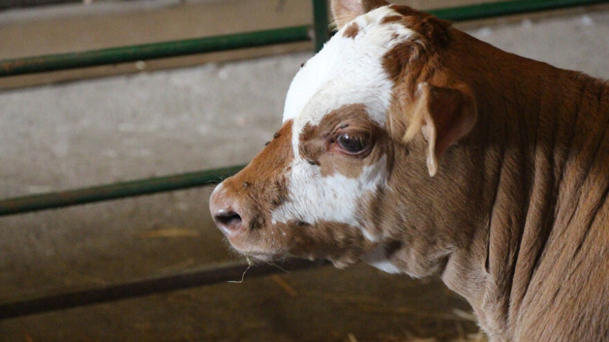 Stabilna potražnja i otkupne cijene žive teladi