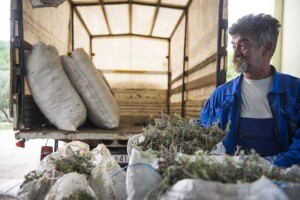 Nove plantaže smilja u dalmatinskom zaobalju