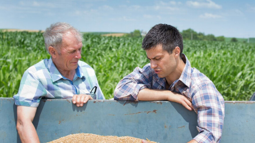 Radije će žito dati stoci nego u bescjenje