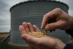 Otkupljuje se samo ugovorena pšenica