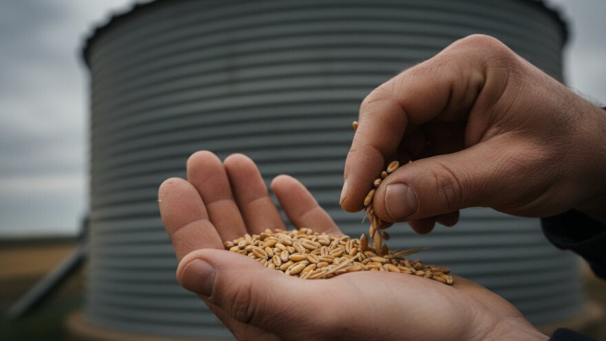 Otkupljuje se samo ugovorena pšenica