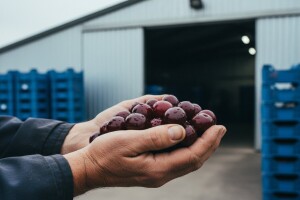 Otkupljuju marašku po rekordno niskoj cijeni