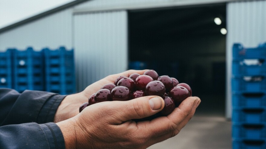 Otkupljuju marašku po rekordno niskoj cijeni