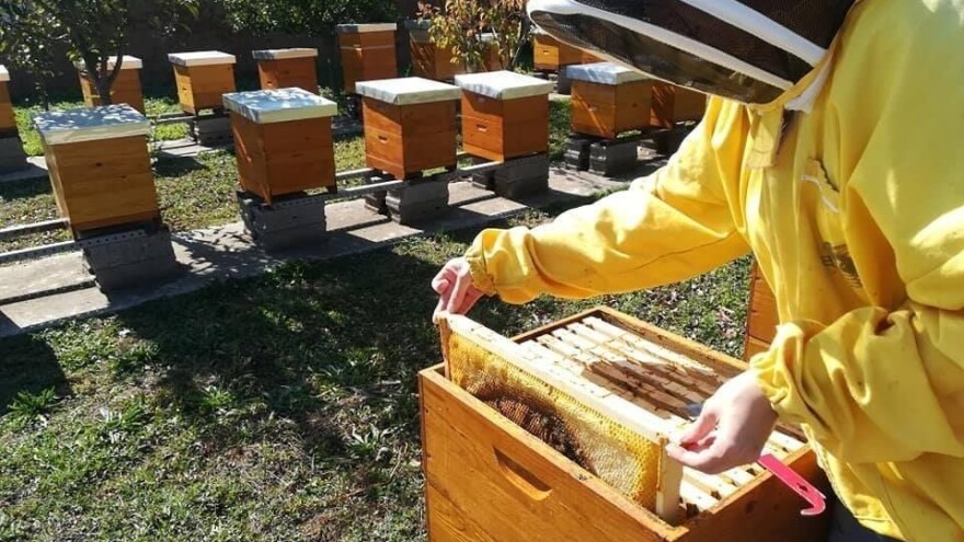 Cena nepoznata, neki pčelari biraju da ne prodaju med Pogonu?