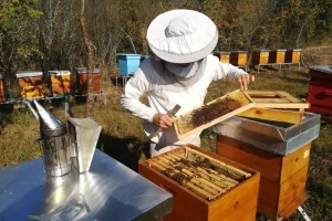 Otkupna cijena bagremovog meda u Srbiji najviša na planeti?