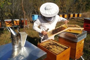 Otkupna cijena bagremovog meda u Srbiji najviša na planeti?