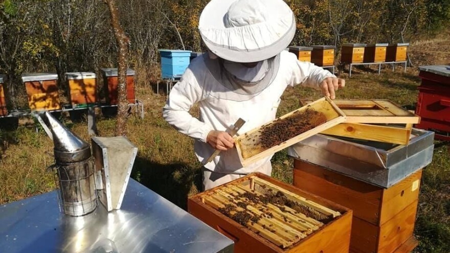 Otkupna cijena bagremovog meda u Srbiji najviša na planeti?