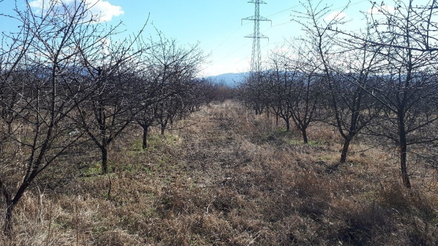 Za kilogram višnje ove godine - 80 dinara, ali?