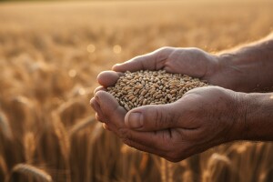 Otkupna cijena pšenice trebala bi biti 1,10 kuna