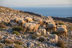 Otočka eko janjetina - simbol za izvorni prozvod!