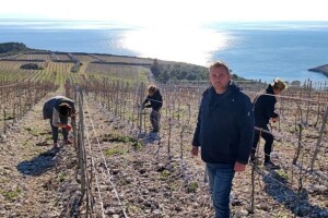 Najveći šoltanski vinogradar planira izgraditi prvu otočnu vinariju