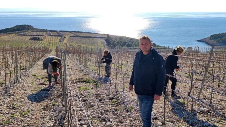 Najveći šoltanski vinogradar planira izgraditi prvu otočnu vinariju
