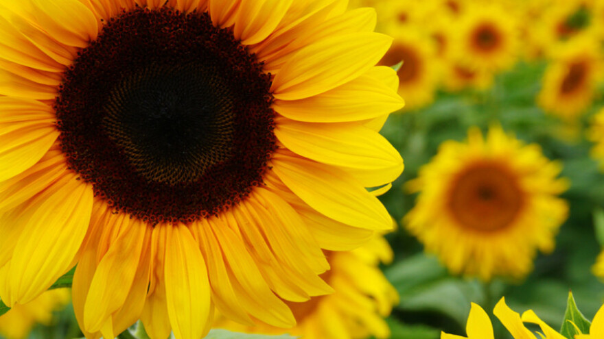 OTP banka nagradila najbolje OPG-ove u 2016.