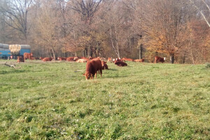 Žive od stočarstva u ekološkoj proizvodnji, pomažu im OTP Agro krediti!