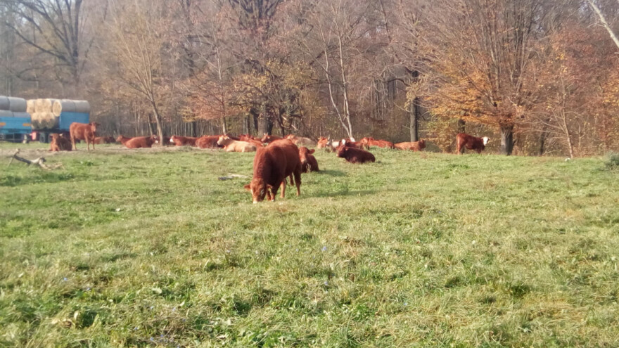 Žive od stočarstva u ekološkoj proizvodnji, pomažu im OTP Agro krediti!