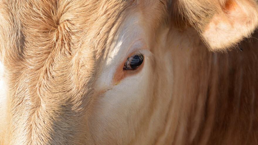 Otpad zaklanih životinja na deponijama prijeti zarazom