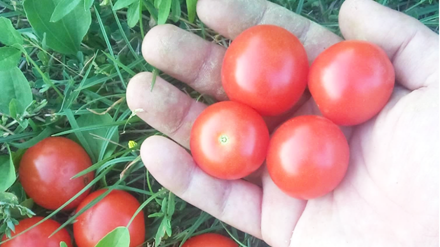 Petar Jasak: Amaterski istražujemo stare otporne sorte rajčica