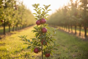Otpornije - a isplativije sorte jabuka? Da!