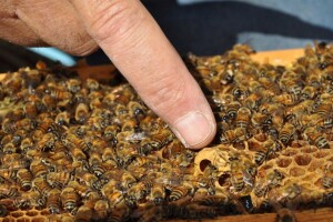 Otkriveno da pčelinji otrov uništava ćelije raka dojke