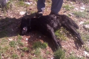 Prvo ostao bez koza, sad stradao i pas, otrovni mamci desetkuju domaće životinje?
