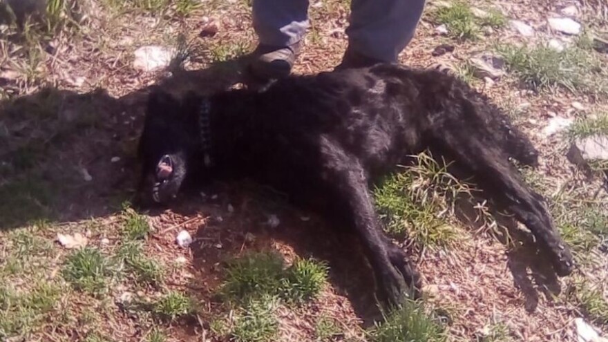 Prvo ostao bez koza, sad stradao i pas, otrovni mamci desetkuju domaće životinje?