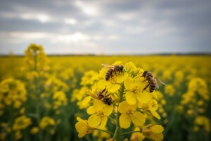 Otrovnost i opasnost sredstava za zaštitu bilja na pčele