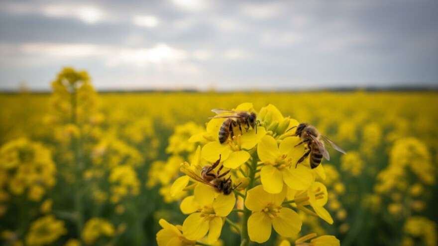 Otrovnost i opasnost sredstava za zaštitu bilja na pčele