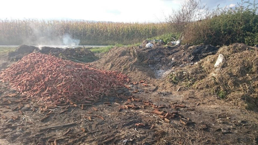 Slavonci ih bacaju i pale, Talijani prodaju!