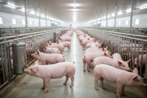 Otvaranje novih svinjogojskih farmi