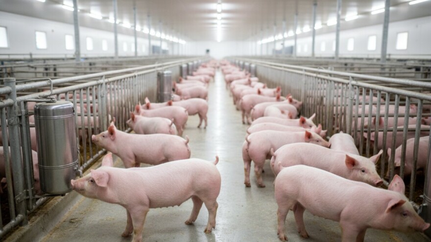 Otvaranje novih svinjogojskih farmi