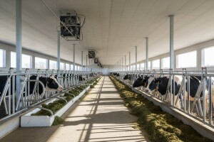 Otvorena farma muznih krava