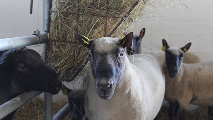 Goveda, svinje, ovce, koze, perad - stanje stočne proizvodnje u Hrvatskoj u brojkama