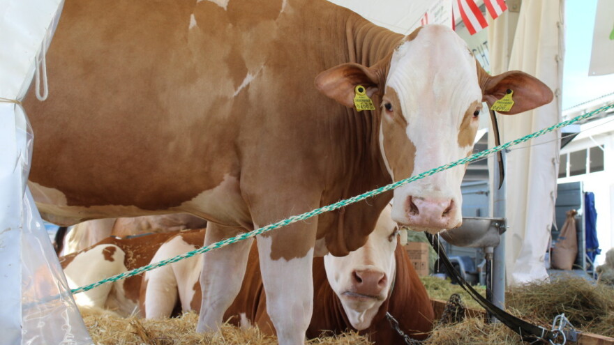 Kako se kreću cijene stoke na RH tržištu? TISUP objavio podatke