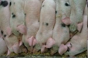 Nova ulaganja u domaću svinjogojsku proizvodnju