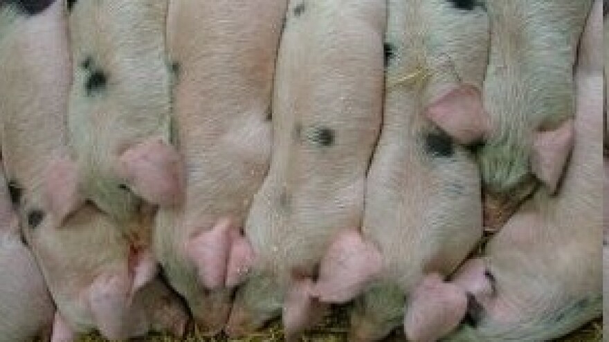 Nova ulaganja u domaću svinjogojsku proizvodnju