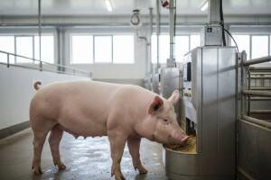 Otvoreno savremeno tovilište za svinje