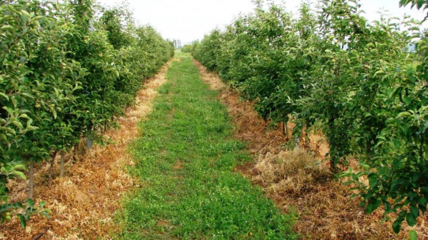 Vrijeme je za suzbijanje višegodišnjih korova!